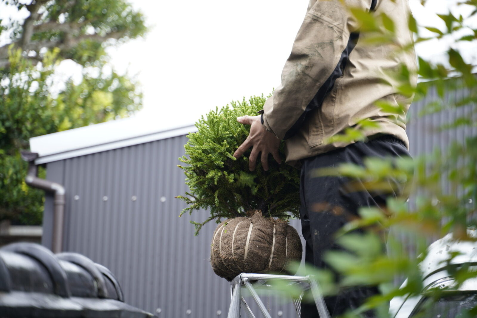 植栽現場で庭木を運ぶ様子