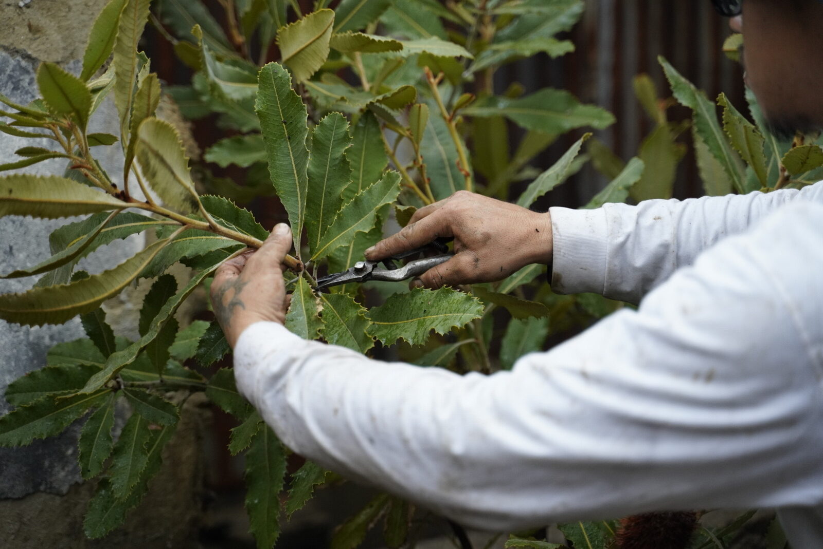 植木の剪定作業をする職人の手元